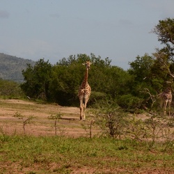 2015-05 South Africa/iMfolozi/DSC_0298.JPG